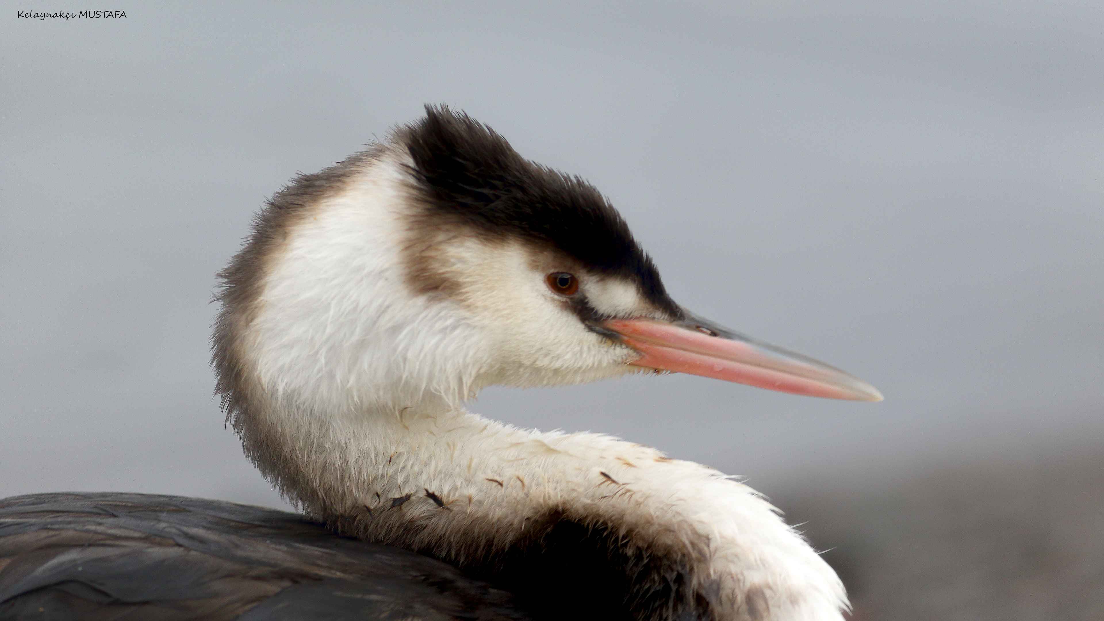 Great Crested Grebe